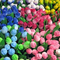 Different Colours of Flowers