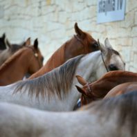 Famous Horse Breeds and How You Can Care Your Horse