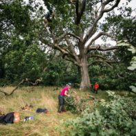 tree-removals-melbourne