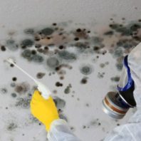 Mold Removal In Boulder Co