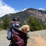 How to Travel Long Distances With a Dog?
